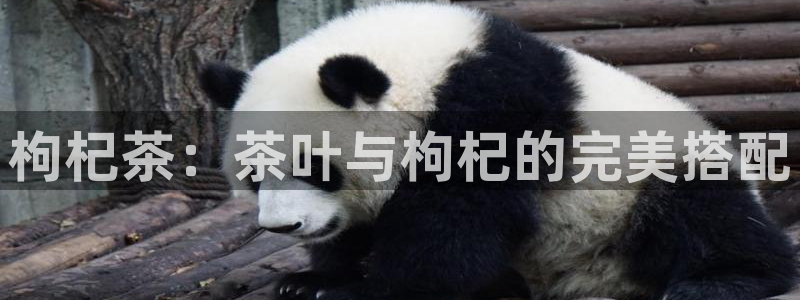 下载安信12