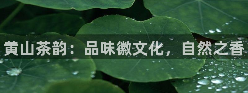 安信12主管