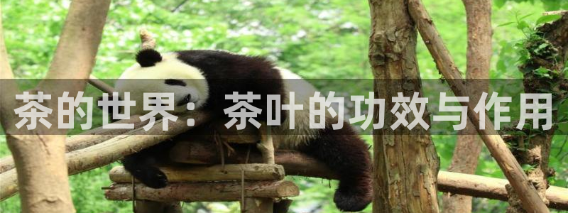 安信12挂机