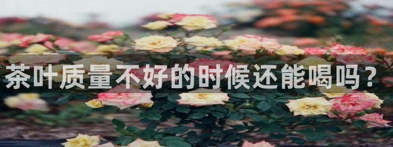 安信12位数资金号