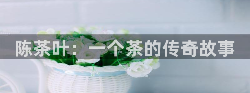 安信12赛车