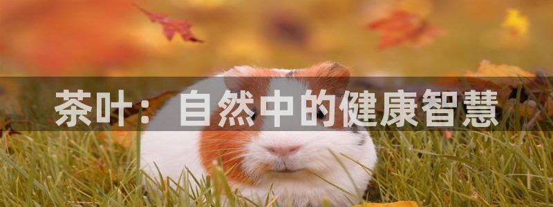 安信esp12